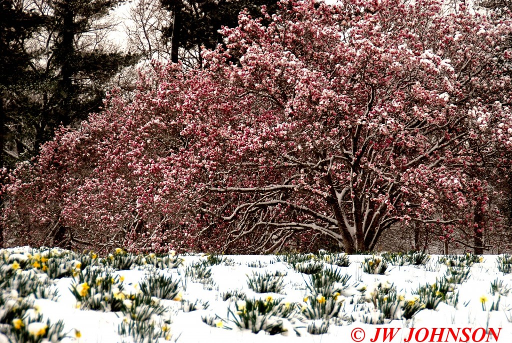 Daffodils and Dogwoods in Snow