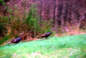 Day Two Wild Turkeys on Way to Museum