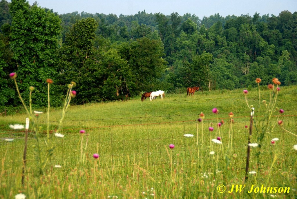 Thistles and Horses