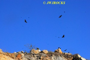121 Vultures Flying Overhead